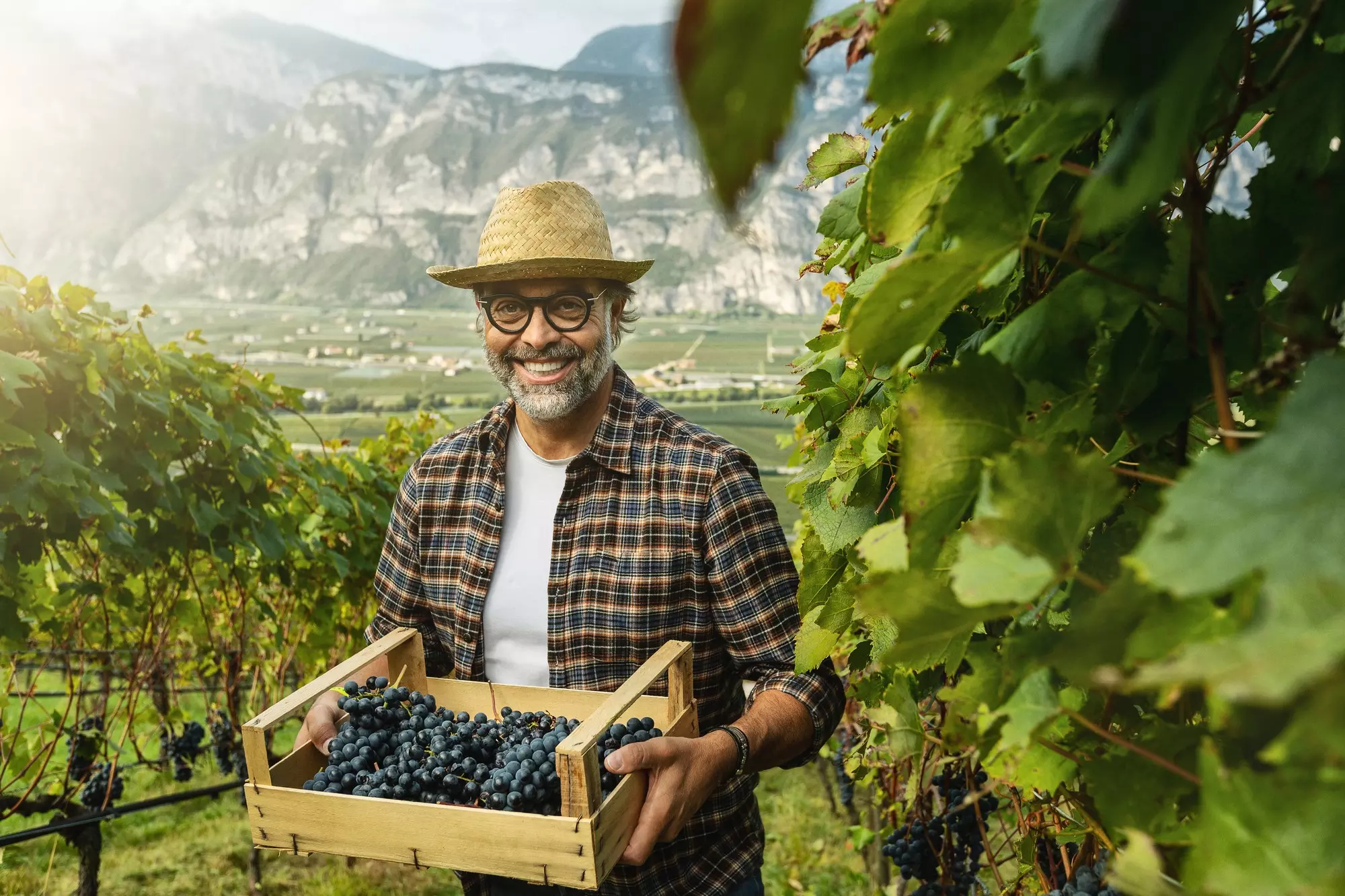Valle Dell Adige - © Paulo Cipriani Grapes