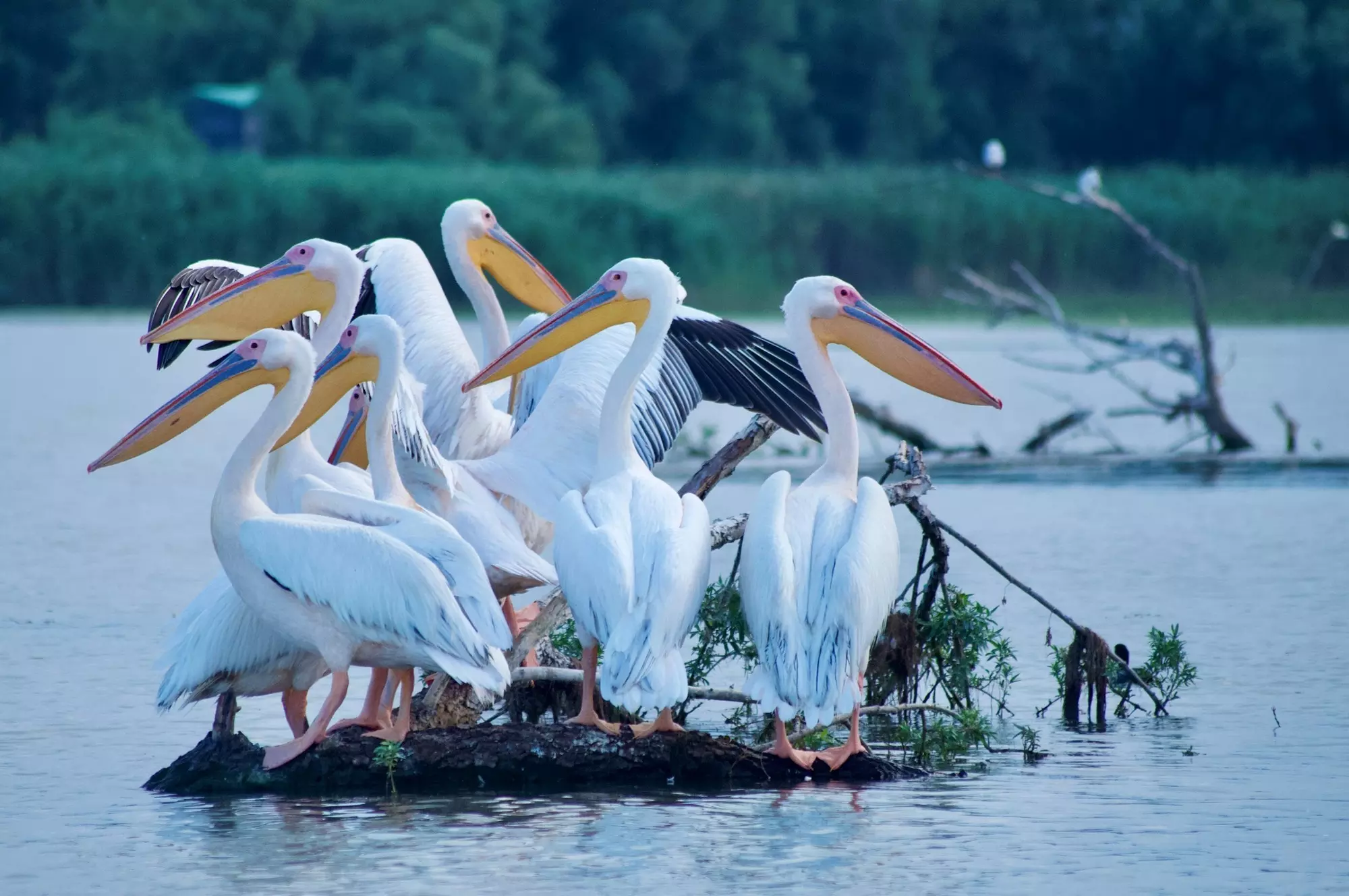 Pelicans