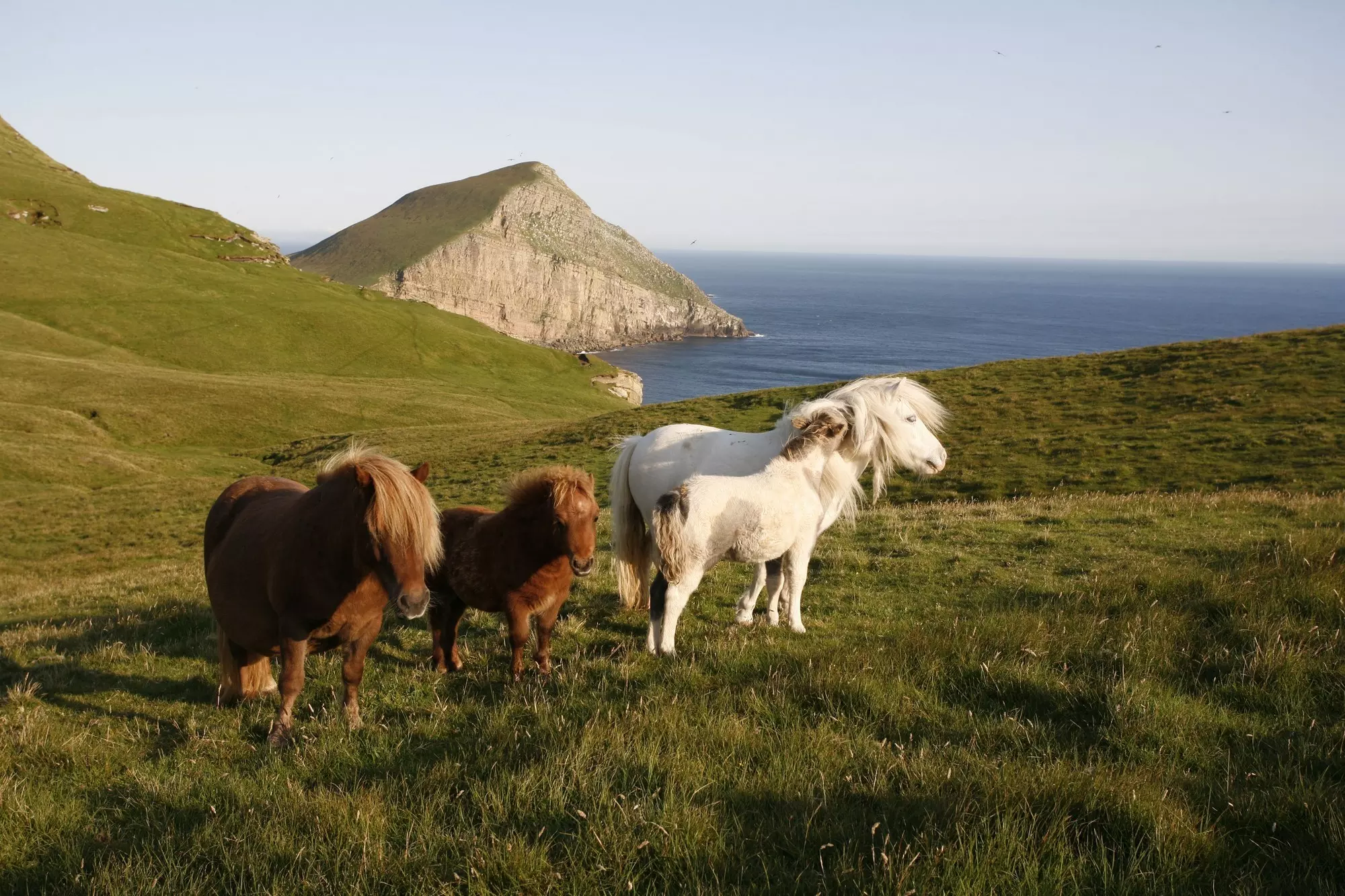 Shetland Ponies on Foula, Shetland - © Paul Tomkins/VisitScotland Ponies