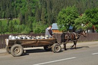 Collecting the milk in Bucovina, Romania - © Ramona Cazacu