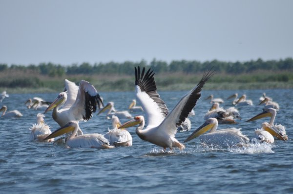 Pelicans