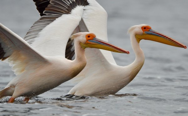 Pelicans