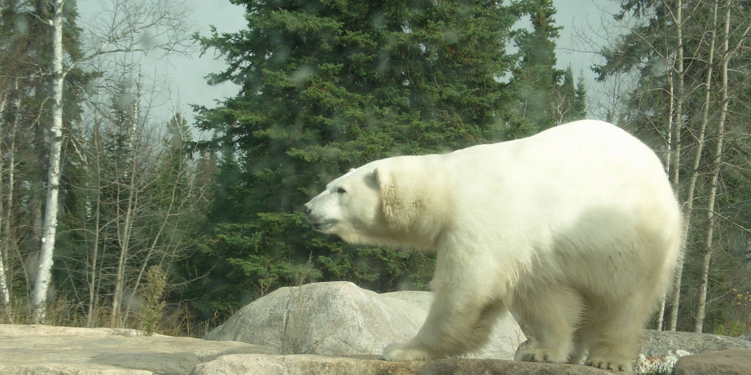 Polar bear
