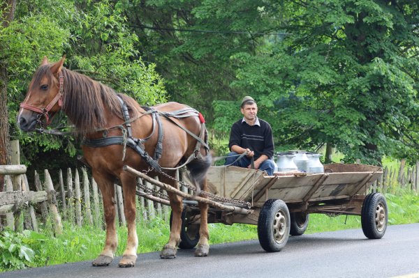 Horse and cart