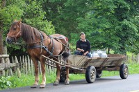 Collecting the milk in Bucovina, Romania - © Ramona Cazacu