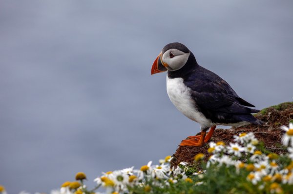 Puffin