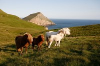 Shetland Ponies on Foula, Shetland - © Paul Tomkins/VisitScotland