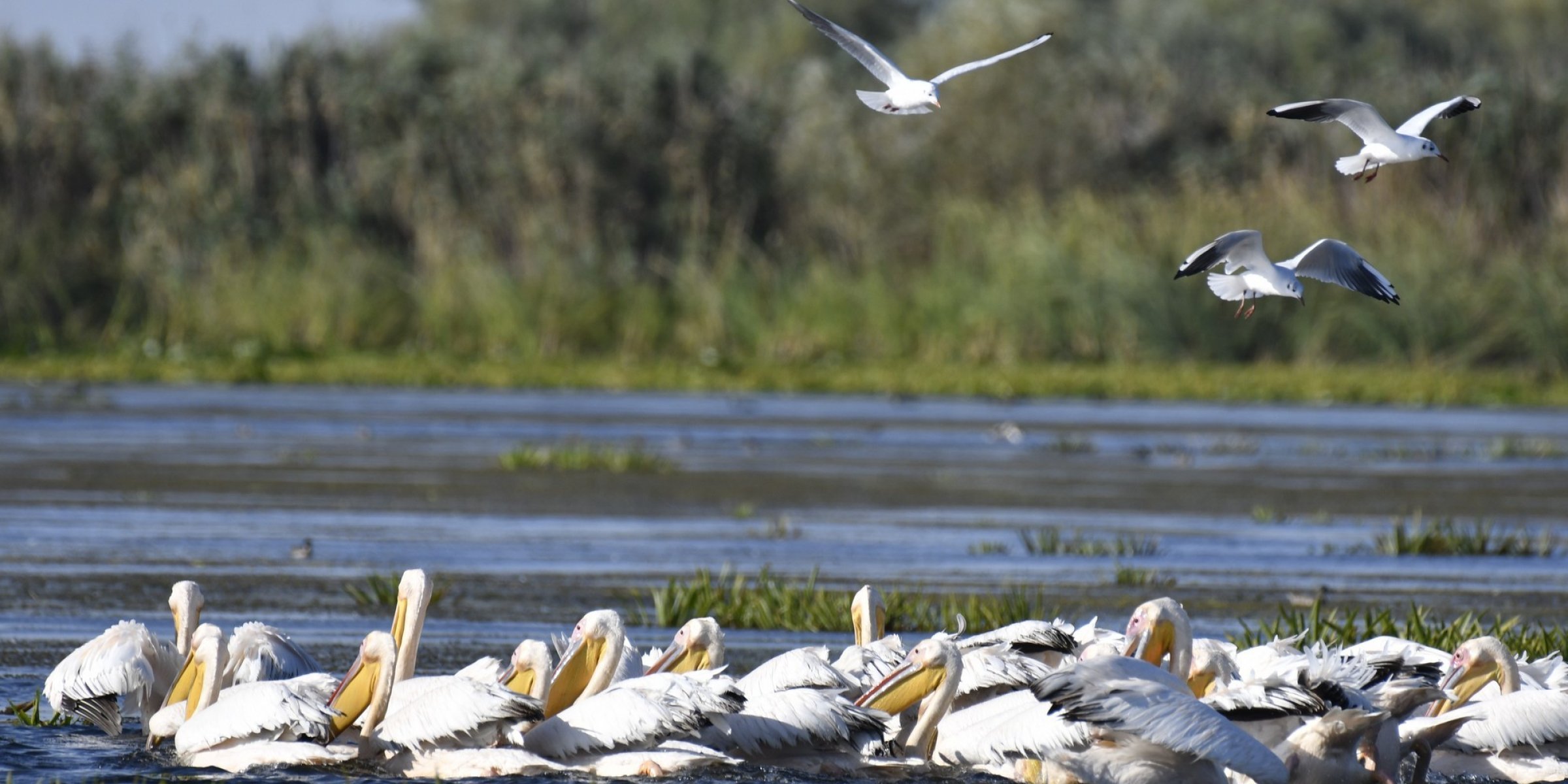 Pelicans