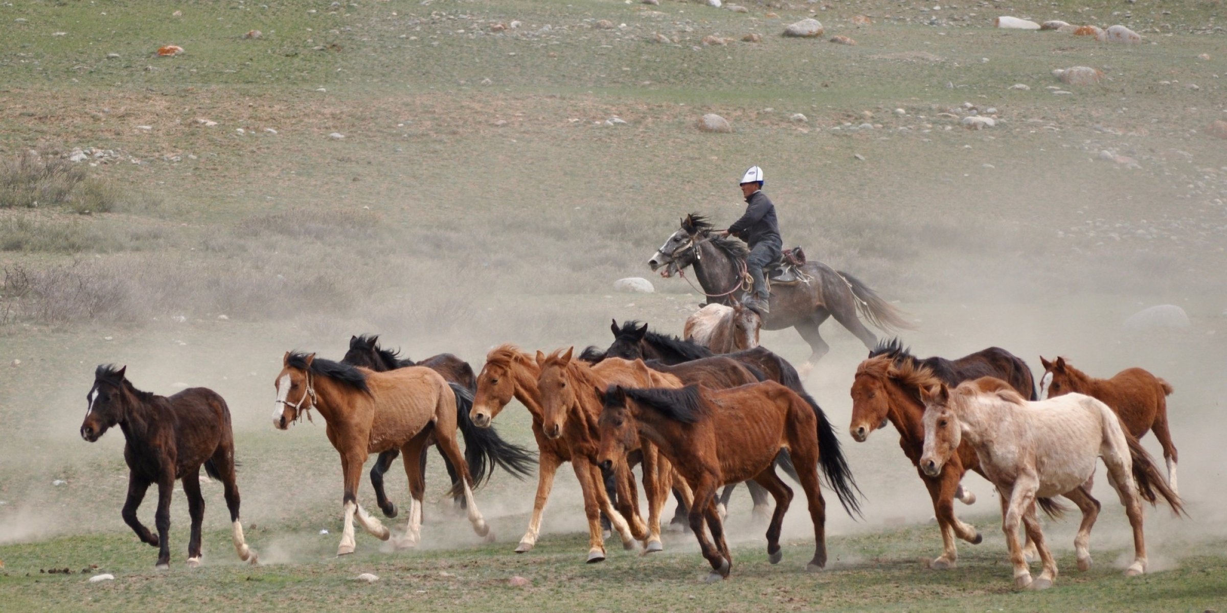 Horses