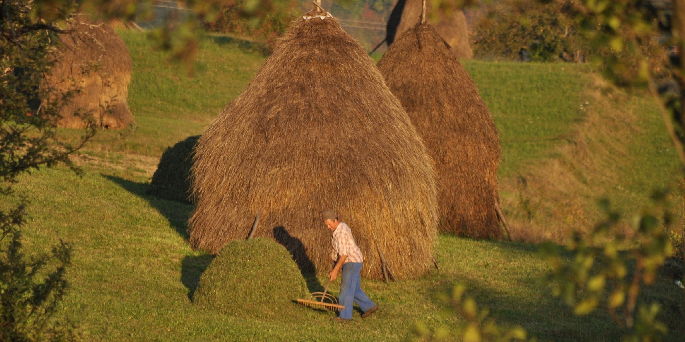 Hay