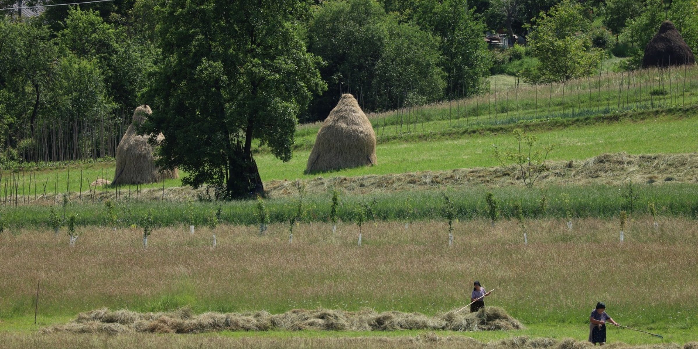 Field