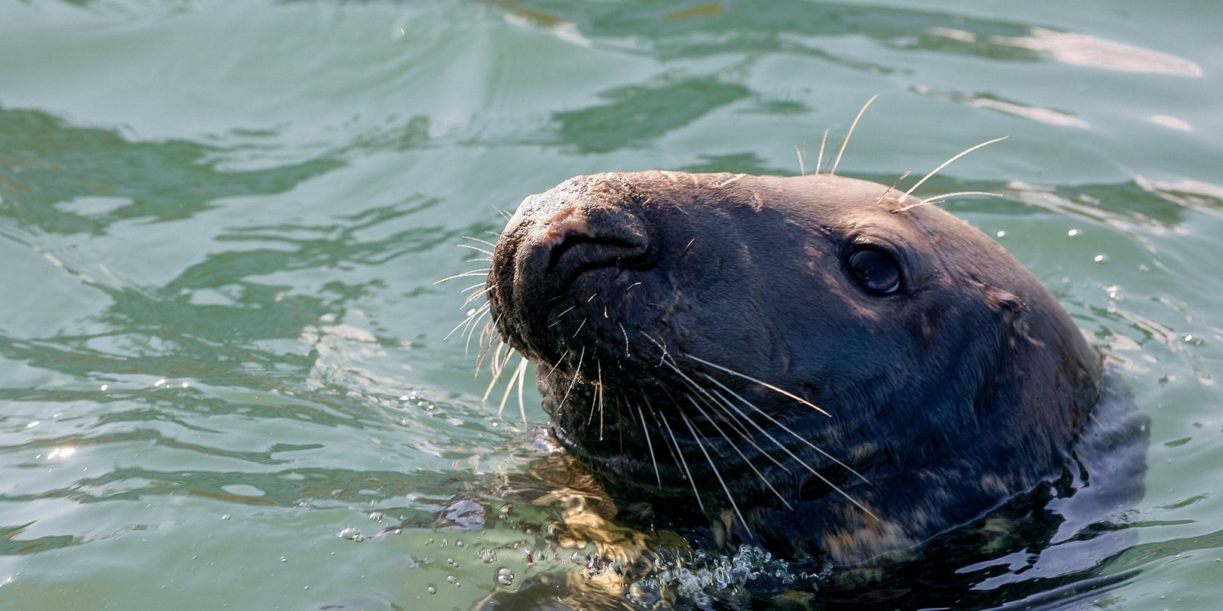 Seal