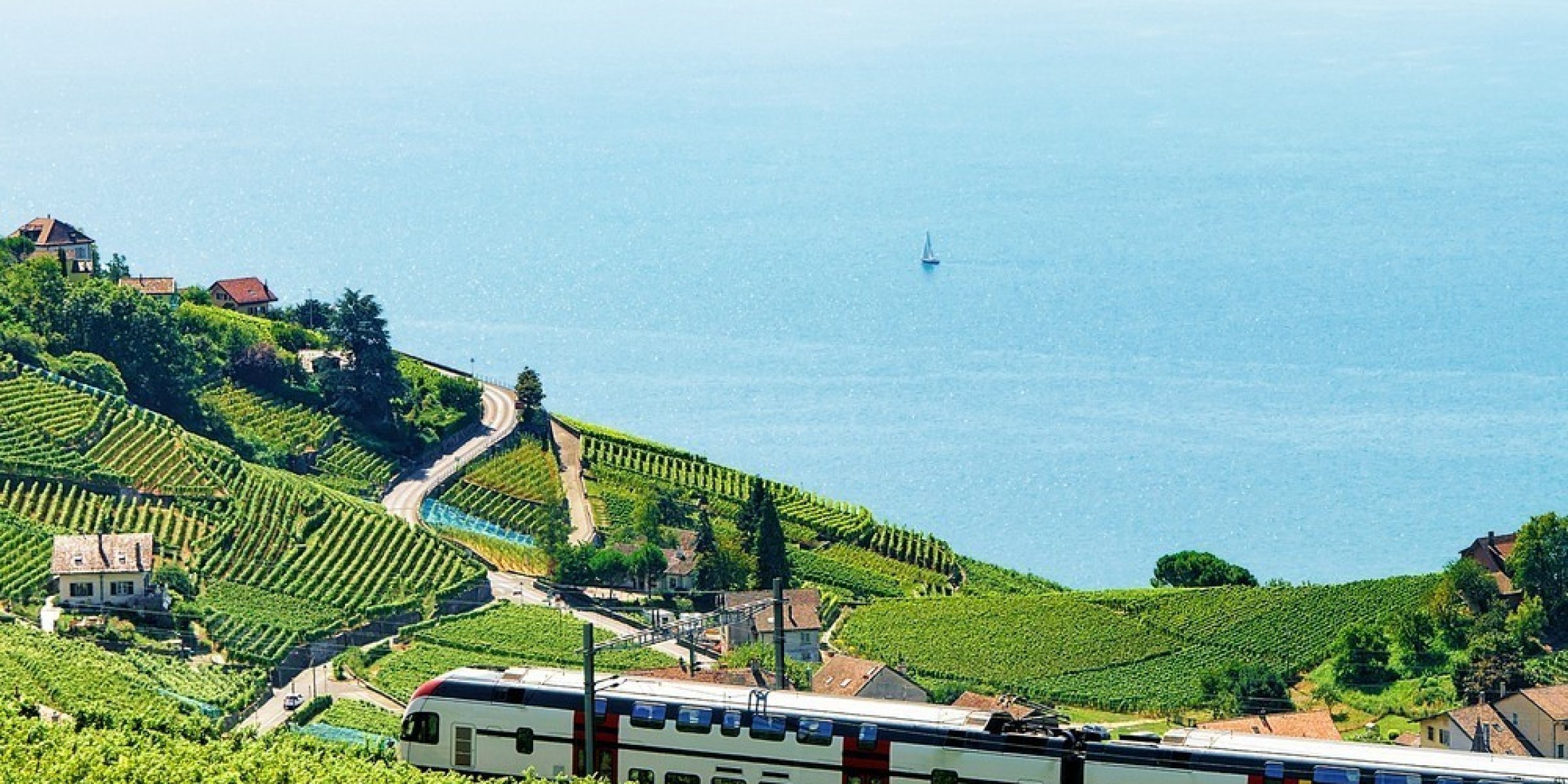 Vineyard