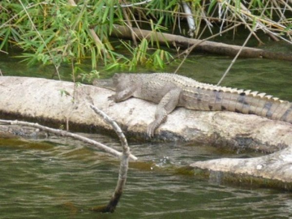 Crocodile spotting