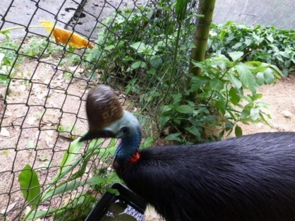 Southern Cassowary