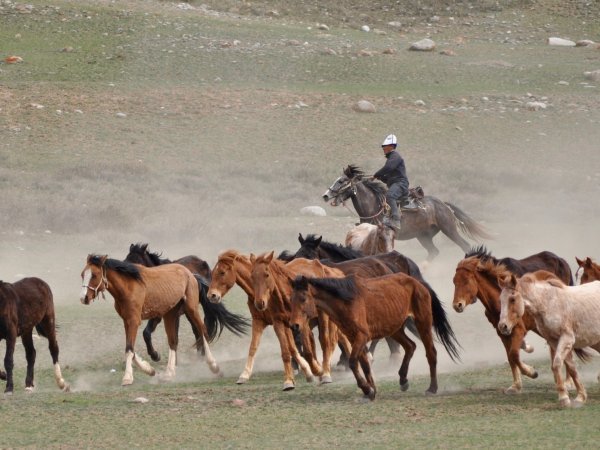 Horses