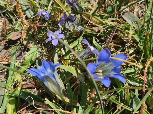 Gentians