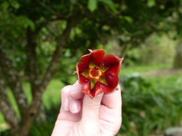 Mexican Hand Tree