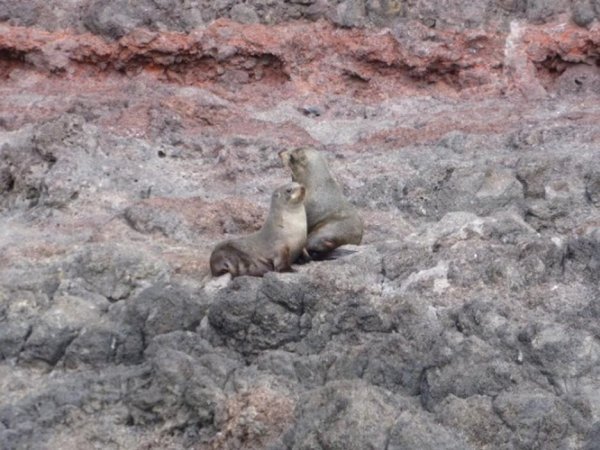 Fur seals