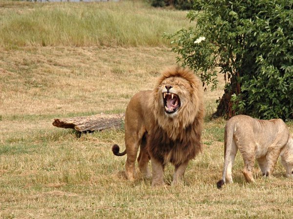 Lions