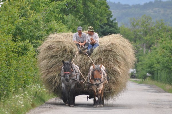 Bringing in the hay