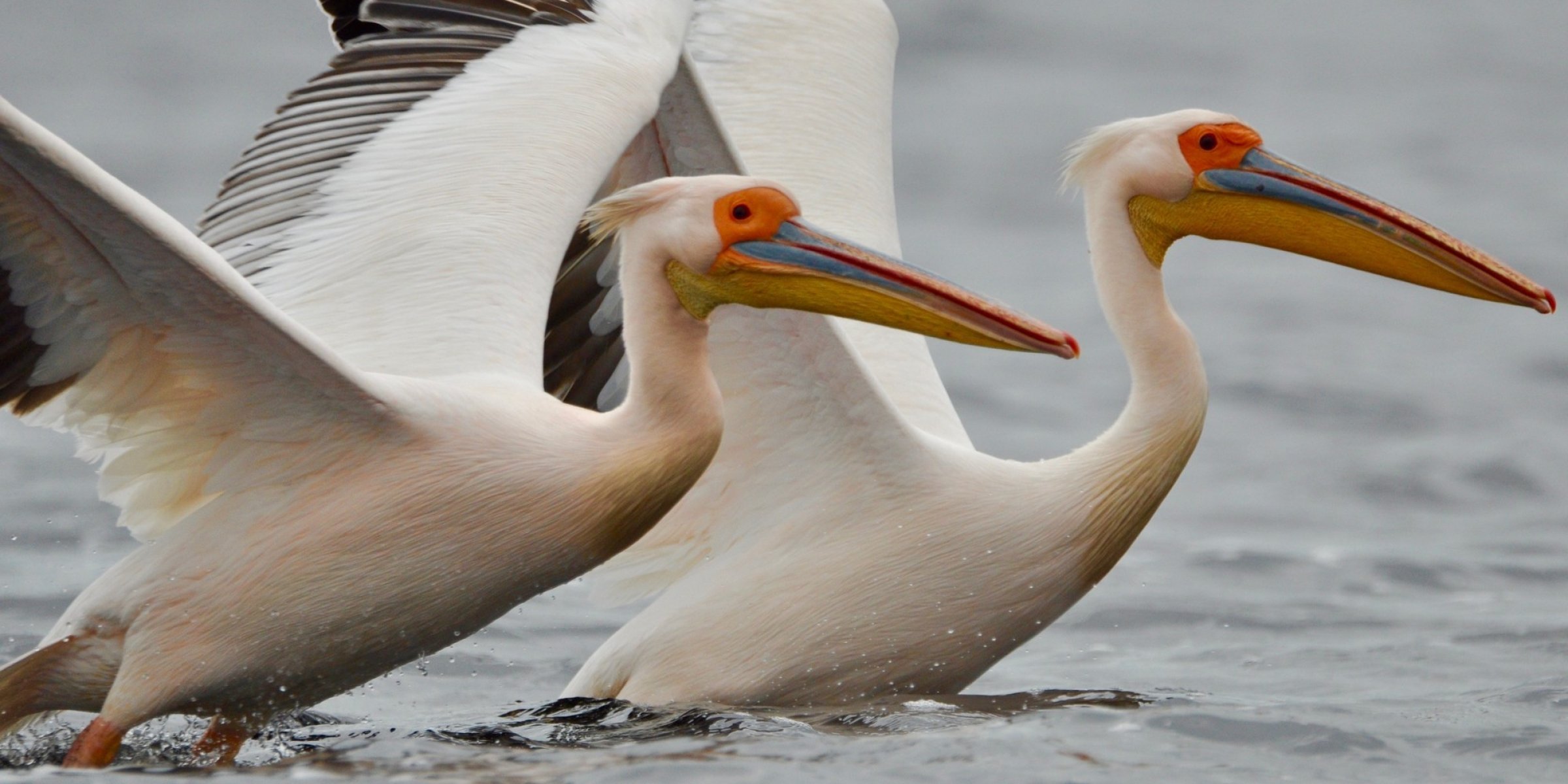 Pelicans