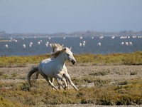 Horses & flamingoes at the Camargue Delta - © www.shutterstock.com