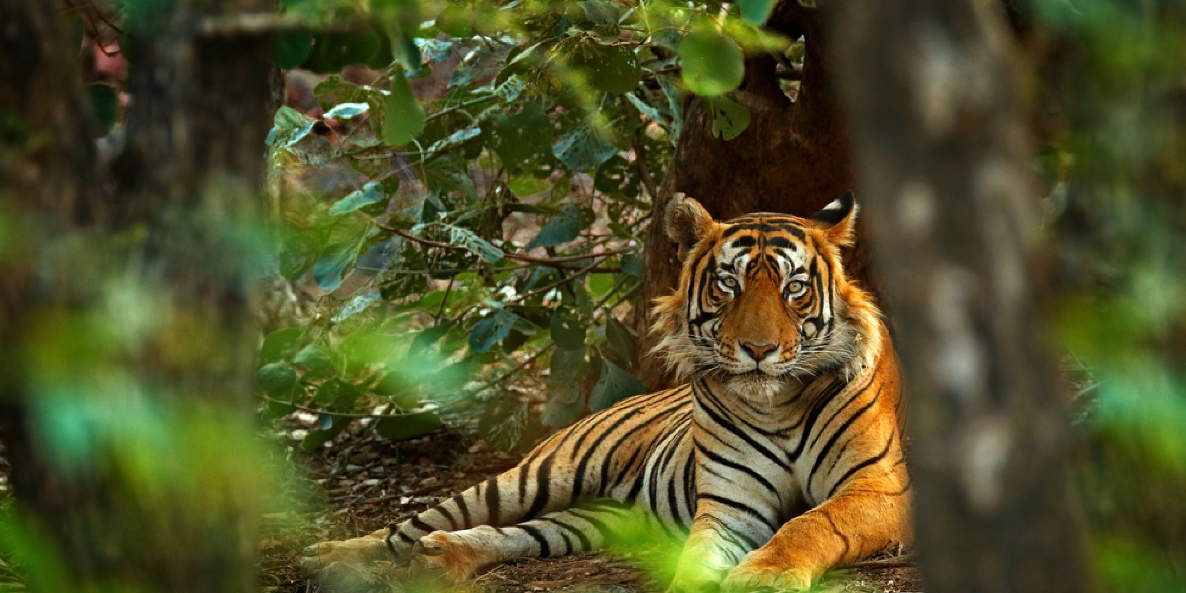 Tige