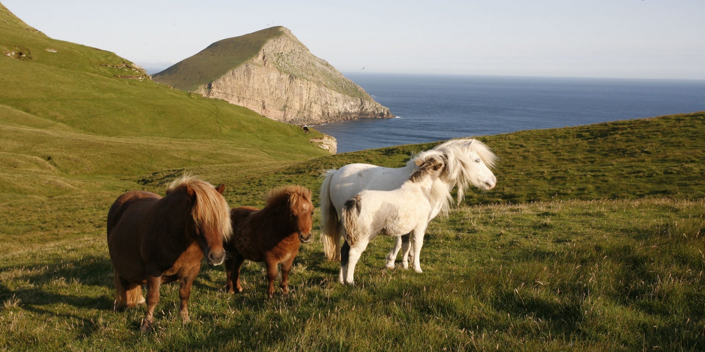 Ponies