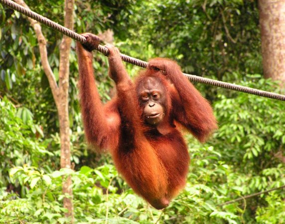 Borneo Sepilok Orangutan Sanctuary