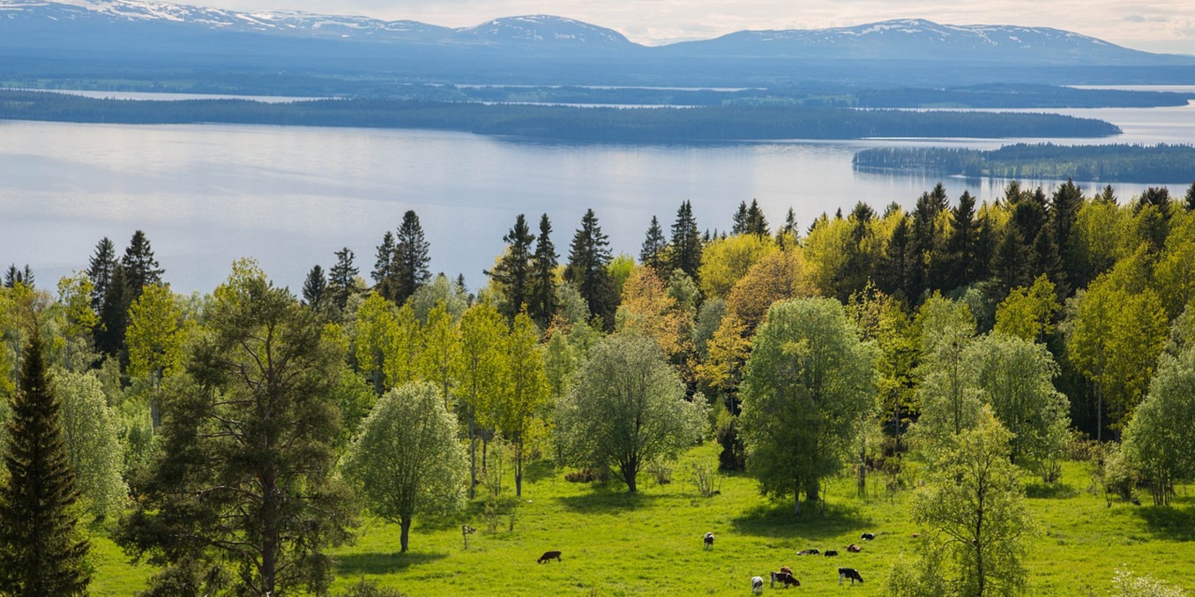 Landscape